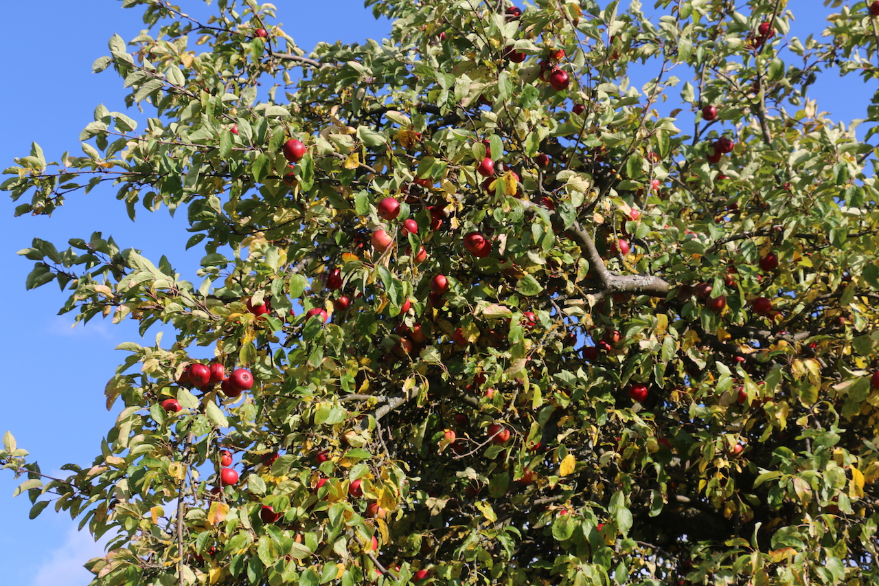 2020 trug dieser Apfelbaum (vermutlich Baumanns Renette oder Maunzenapfel) überdurchschnittlich große Früchte.